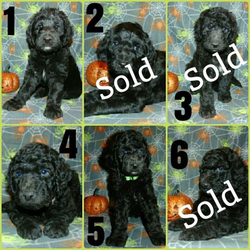 Goldendoodle puppies