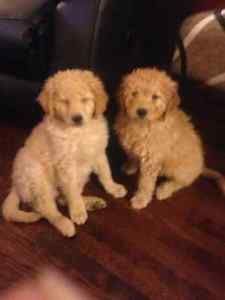 Goldendoodle Puppies