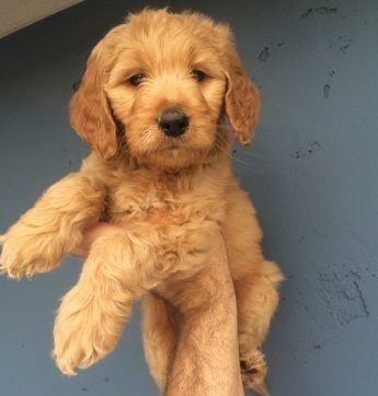 Goldendoodle Puppies for Sale