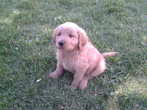 Goldendoodle male puppy