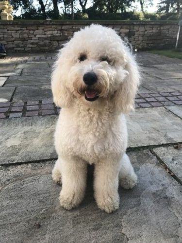 Stunning Goldendoodle Puppies