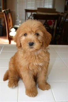 Goldendoodle puppies for sale