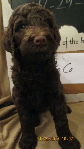Goldendoodle pup, F1b, Standard size