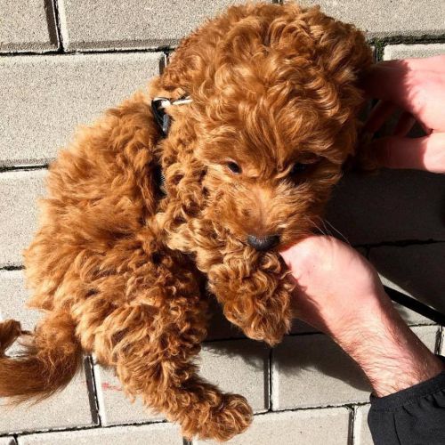 Golden Doodle Puppies For Sale