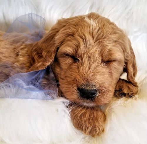 Golden doodle