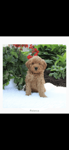 Mini Goldendoodle for sale