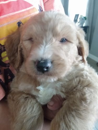 Goldendoodle