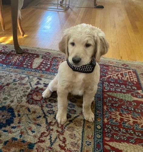 8 week old girl goldendoodle - sweet and smart