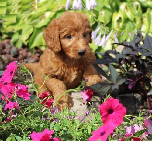 Healthy Goldendoodle Puppies