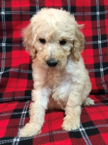 Goldendoodle F1