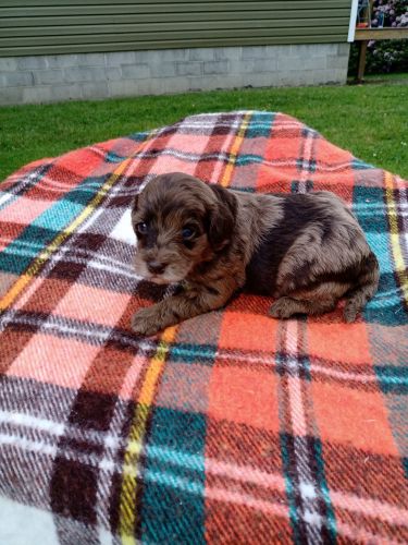 F1B miniature Goldendoodle puppies
