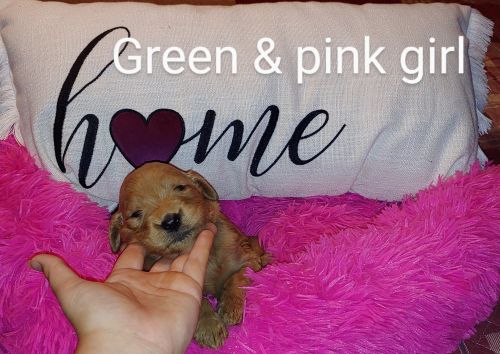 Goldendoodle for sale