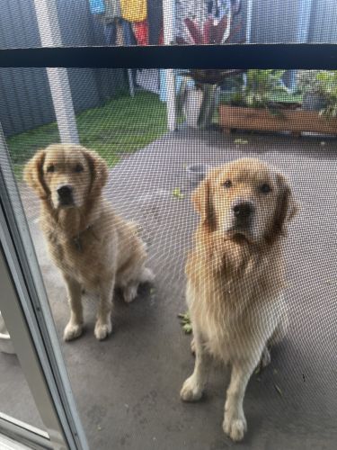 Gran Mastin de Borinquen Puppies for sale in Beerwah QLD 4519, Australia. price: $5,000