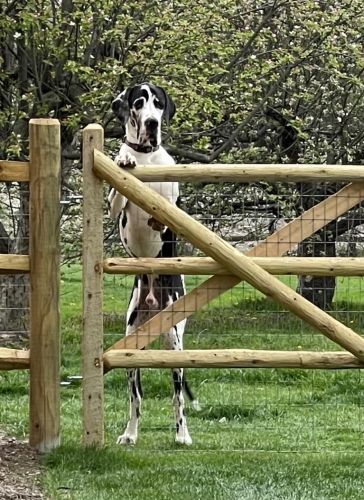 Great Dane Harlequin