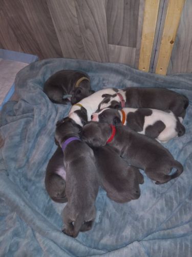 Great Dane puppies
