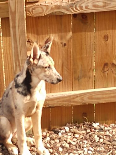 Merle huskies mixed with great Dane