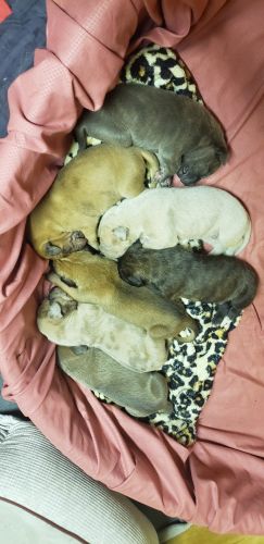 Great Dane Puppies
