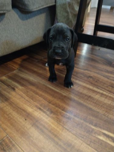 Great Dane puppies