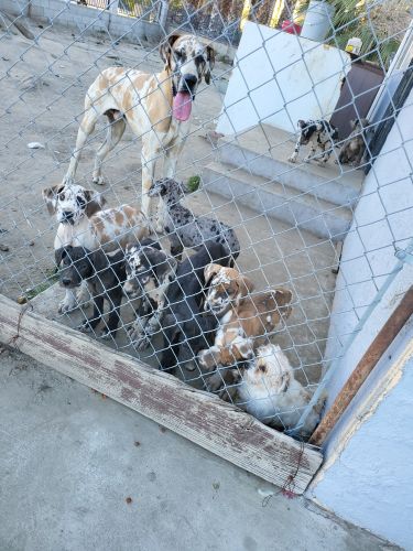 Great Dane pups