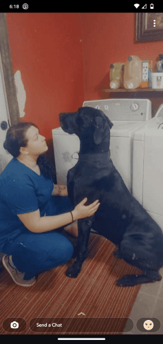 4 year old AKC registered Male