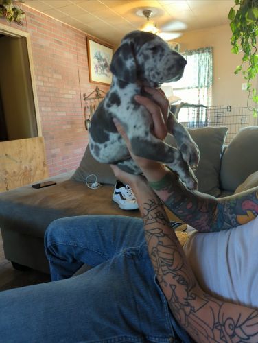 AKC Great Dane puppies