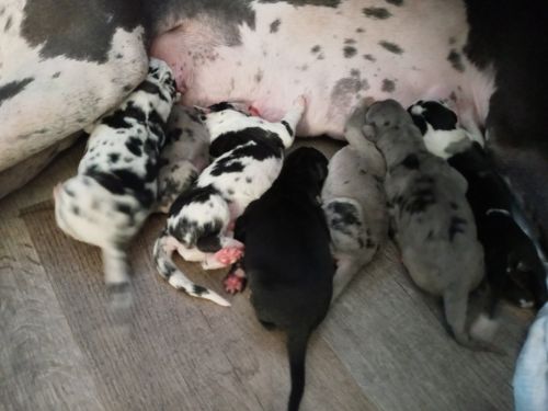 Purebred Great Danes