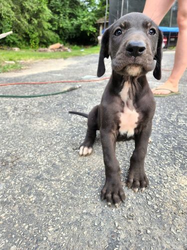 Great Dane puppies