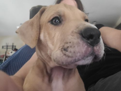 Adorable sweet playful great danes