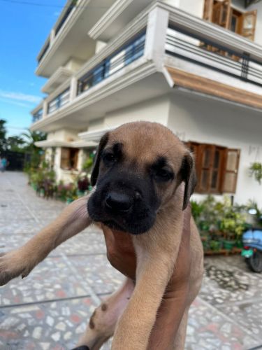 Graden healthy and pure puppy