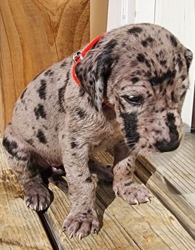 Ckc Great Dane Puppies