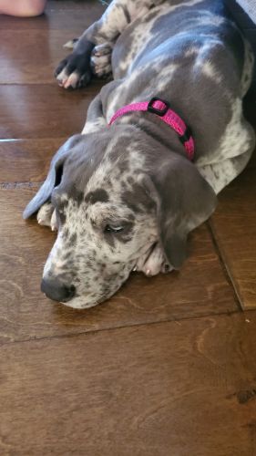 Due mid August and ready October! Amazing puppies from Harrison Danes