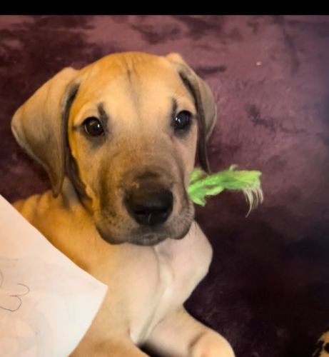 Great Dane Puppy
