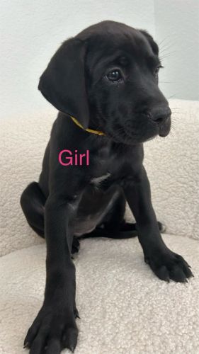 Daniff Puppies Great Dane/English Mastiff