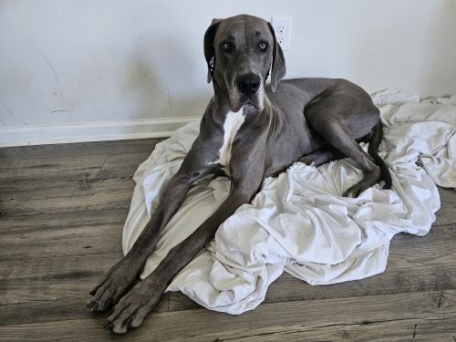 Great Dane (10/26/2022)