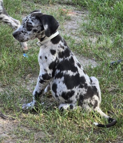 11week old full breed great danes
