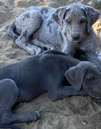 Great Dane puppies