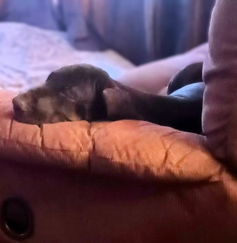 PEDIGREE AKC GREAT DANE PUPPIES