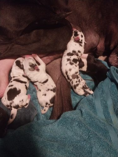 Great dane puppies