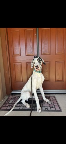 9 month Great Dane