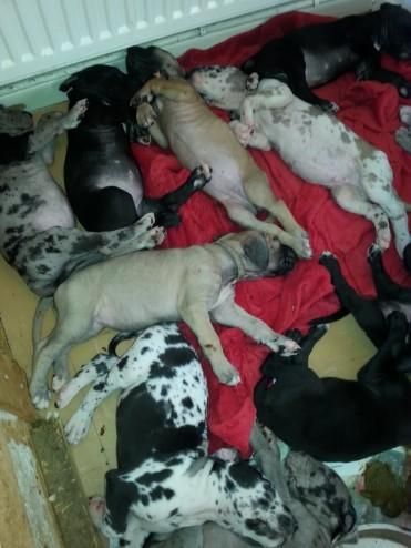 Great Dane Puppies For Sale