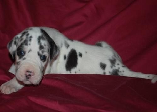 Great Dane 	Great Dane