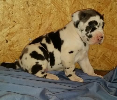 Unique Greatdane Puppies For Sale Now