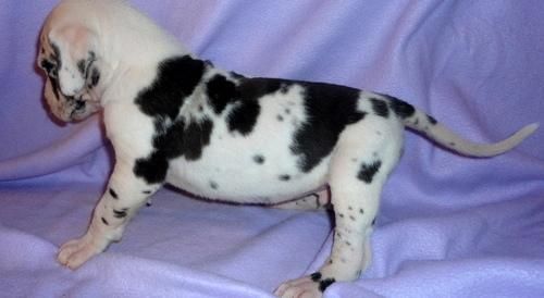 Great Dane Akc For Sale!