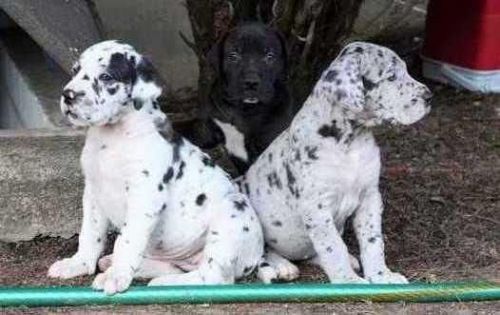 Excellent Great dane pups Ready ,