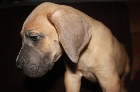 Great Dane puppies for sale