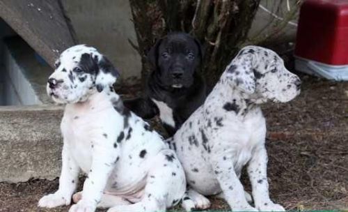 Excellent Great dane pups Ready ,