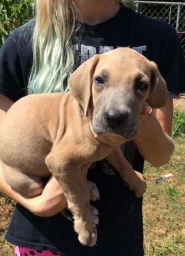Fresh liter Great Dane puppies