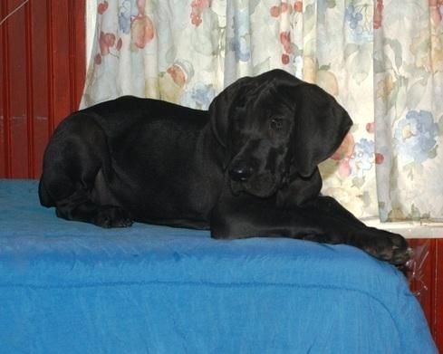 Great Dane puppies for sale.