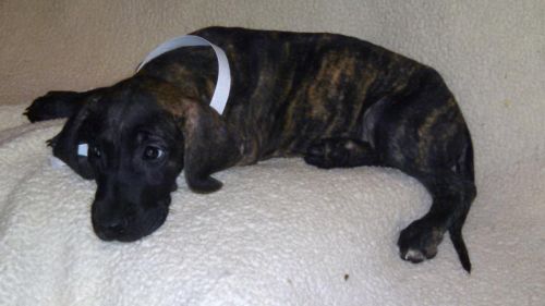 AKC Great Dane/Revers brindle