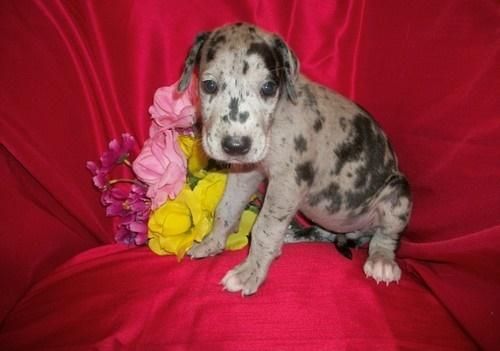 Great Dane Pupps